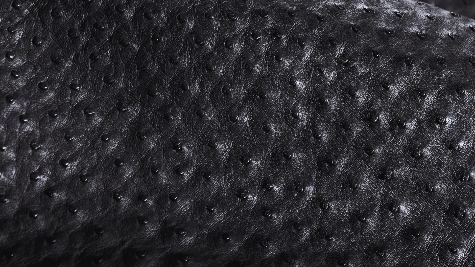 Close-up of black ostrich leather, showcasing its distinctive texture characterized by raised, evenly spaced quill follicles